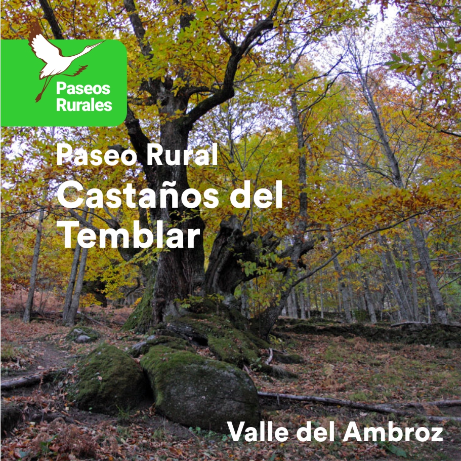 Castaños del Temblar – Valle del Ambroz