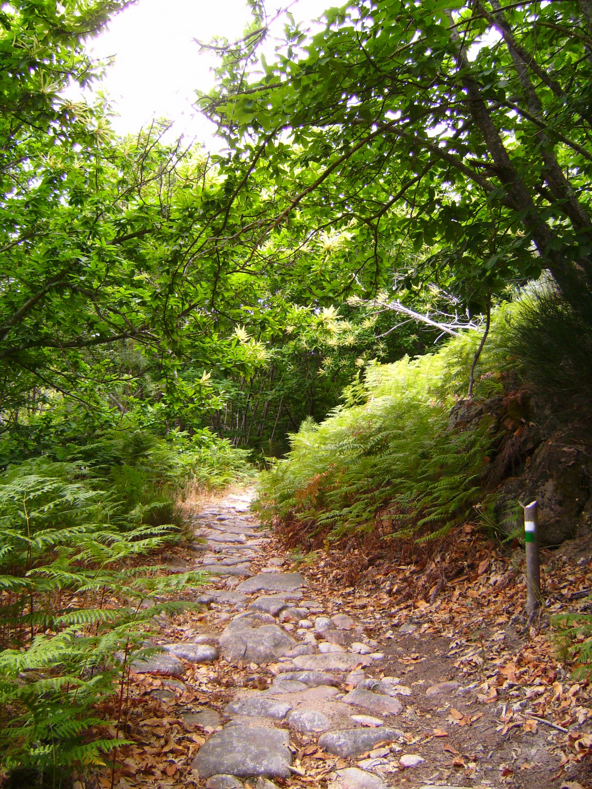 SL-CC 211  Camino de Hoyos a Trevejo