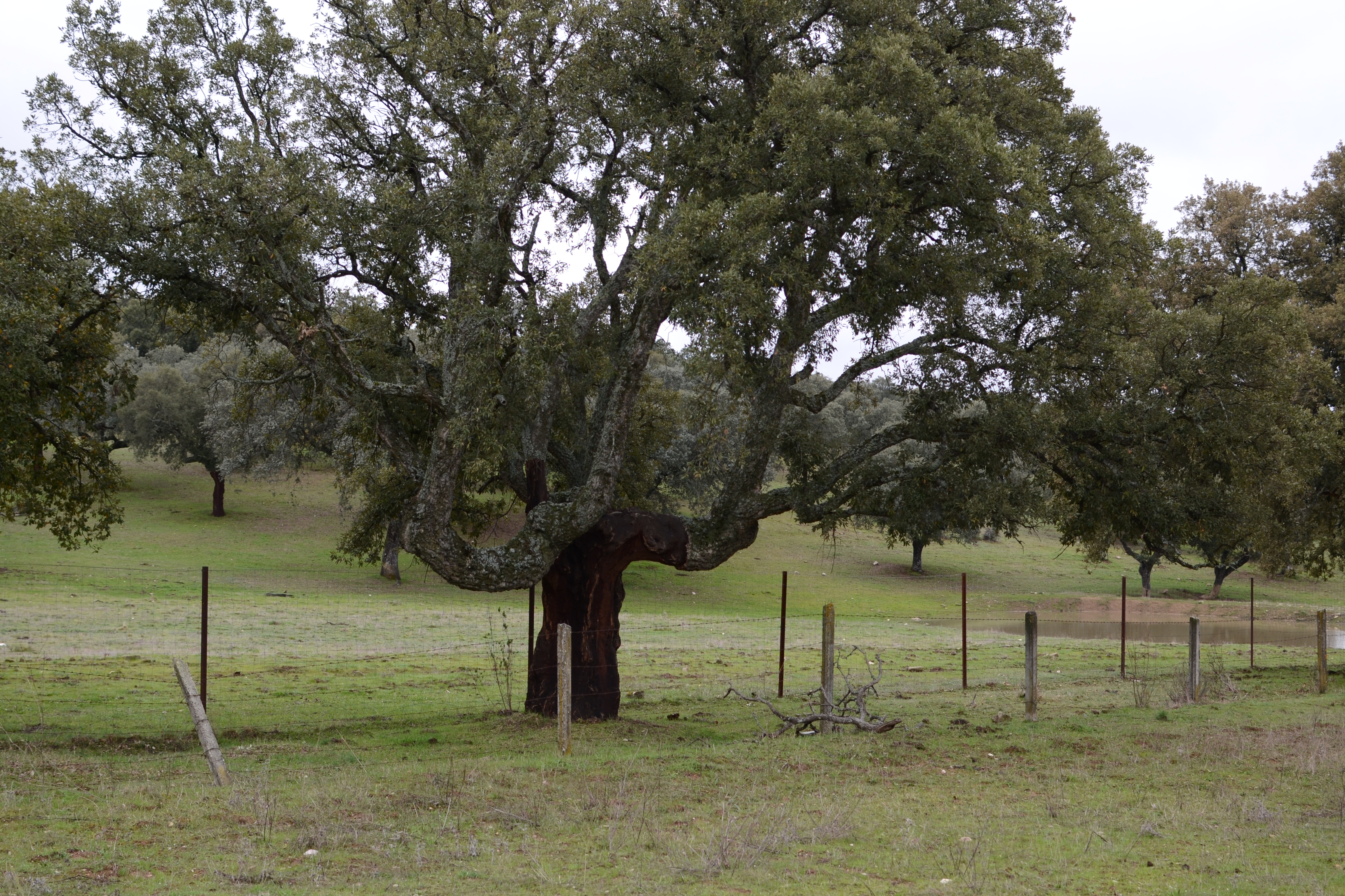 Vía Verde de Monfragüe
