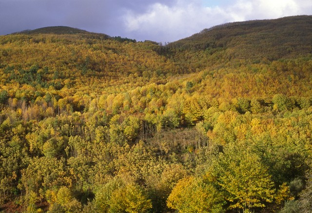 Castañar de los Ojestos - Sierra de Gata.